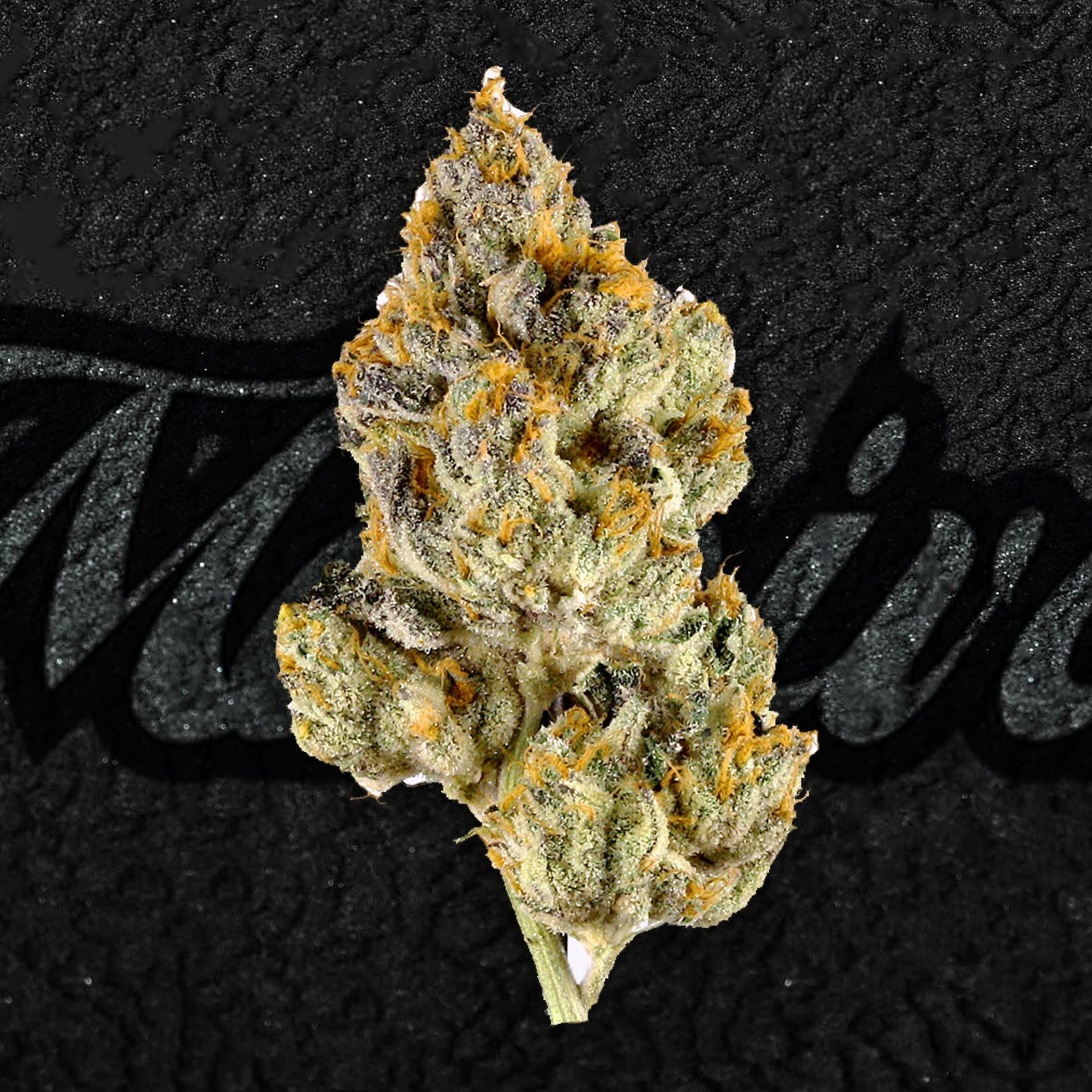 Close-up of Blanco Gelato cannabis flower showing dense, frosty trichomes, vibrant orange hairs, and light green buds with purple hues—known for its creamy citrus aroma and hybrid effects.