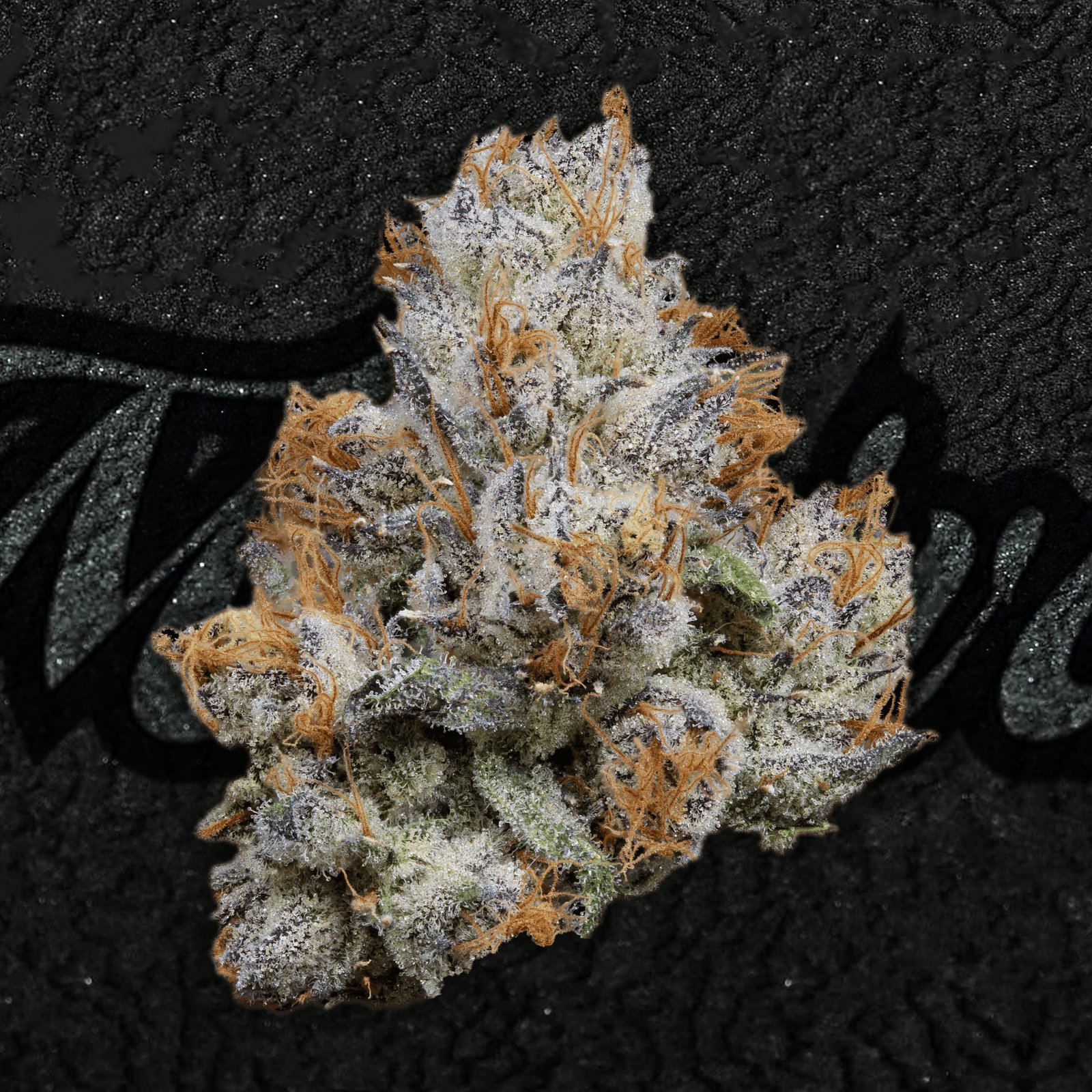 Close-up of Cherry Gelato cannabis flower showing dense, trichome-coated buds with green and purple hues and orange hairs—known for its sweet cherry cream flavor and balanced hybrid effects.
