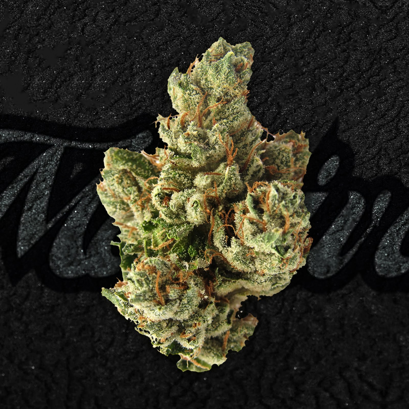 Zunset Black cannabis flower showing deep purple hues, frosty trichomes, and a dense, resin-coated nug structure